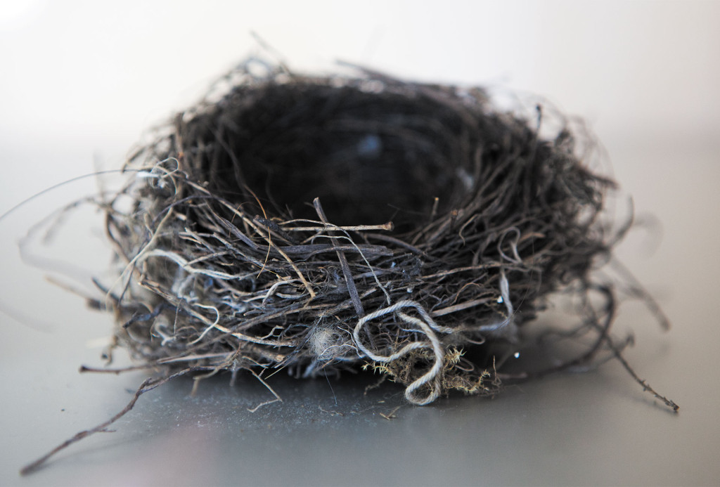 Our photographer Miriam Künzli also spotted a bird’s nest at the Gewerbemuseum